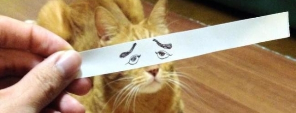 Новый хит: коты с нарисованными глазами (17 фото)
