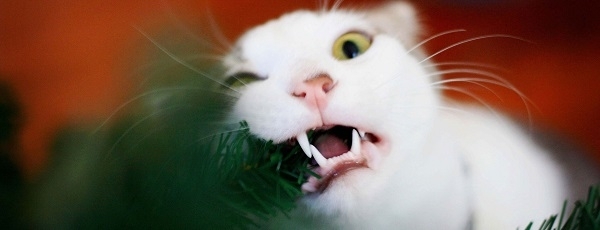 Смешное видео про котейку и ёлку. Почему же котикам так не нравится это колючее растение?