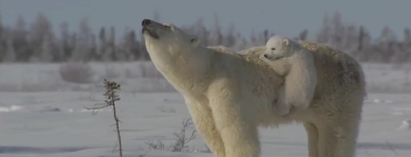 Невероятно милая и заботливая белая медведица со своими малышами