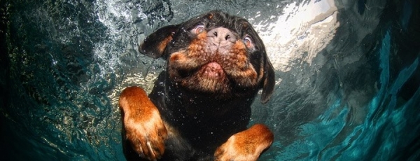 Забавные собаки под водой. Знаменитые фото Сета Кастила "Underwater Dogs".