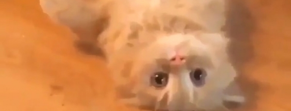 Смешные видео про кота-рембо: Вот такой нежданчик из-под кресла