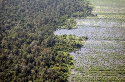 На этом фото, сделанном 2 ноября 2007 года, вы видите торфяные леса рядом с расчищенным торфяником, который приготовили для плантации в Кампаре у Пеканбару, Риау. Торфяники – это болотистые леса, эффективно поглощающие парниковые газы, выпускаемые крупными промышленными странами. Широко распространенная вырубка лесов сделала Индонезию третьим крупнейшим источником выбросов углекислого газа в мире. Во многом это произошло из-за почти ежегодных пожаров на таких островах, как Суматра и Борнео.