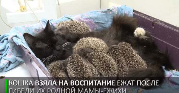 Кошка Муся взяла на воспитание 8 ежат (видео) Кошка Муся взяла на воспитание 8 ежат (видео)
