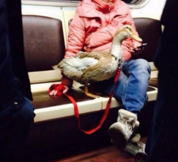 Вам встречаются чудаки в метро? А мне вот очень часто... Вам встречаются чудаки в метро? А мне вот очень часто...