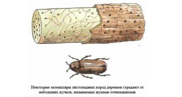 Как из-за засора канализации в моей квартире поселились жуки (Часть 2) Как из-за засора канализации в моей квартире поселились жуки (Часть 2)