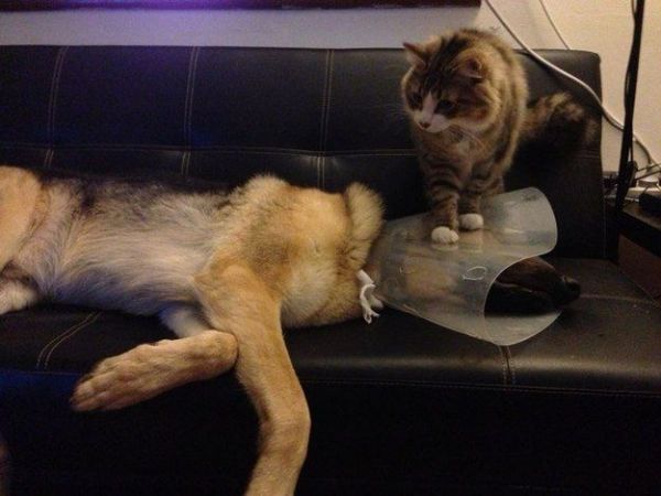 Культ котЭ моими глазами. Почему котики лучшие соседи. Культ котЭ моими глазами. Почему котики лучшие соседи.