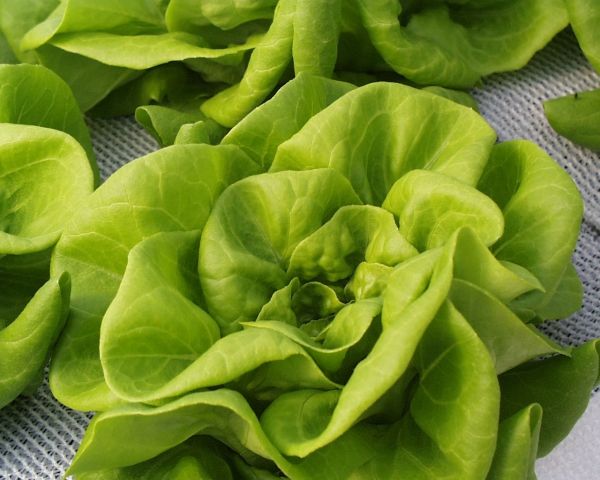 Полезная травка, которая может быть вкусной Полезная травка, которая может быть вкусной