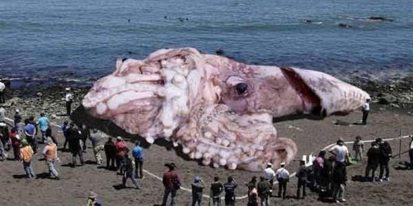 Удивительные животные и их способности Удивительные животные и их способности