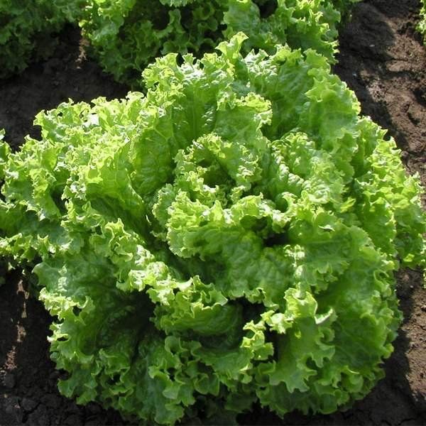 Полезная травка, которая может быть вкусной Полезная травка, которая может быть вкусной