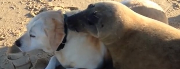 Ласковый тюлень, который любит обниматься (видео)