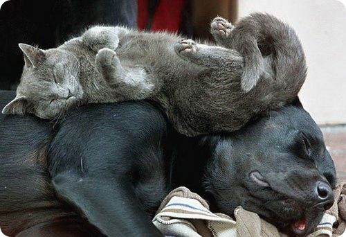 Кошачий беспредел. Котики отбирают лежанки у собачек. (видео) Кошачий беспредел. Котики отбирают лежанки у собачек. (видео)
