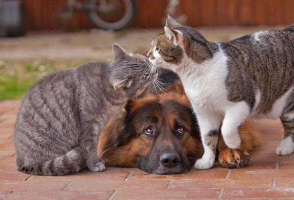 Кошачий беспредел. Котики отбирают лежанки у собачек. (видео) Кошачий беспредел. Котики отбирают лежанки у собачек. (видео)