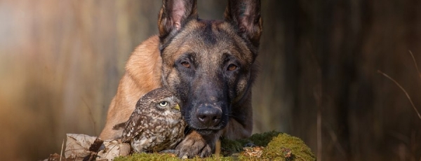 Невероятная дружба птички Польди (Наполеона) и собаки Инго. Совенок и овчарка, которые не могут прожить друг без друга.