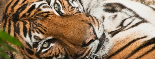 В Индии сделали фото тигра с крайне редким окрасом