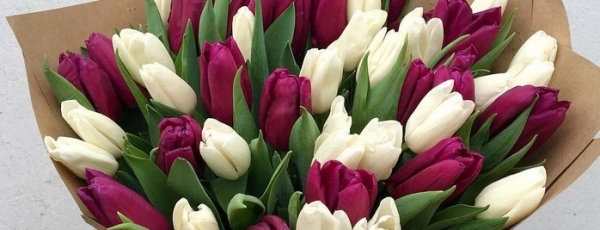 Красивые фотографии тюльпанов. Топ-10 милых букетиков