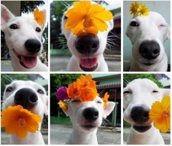 Собакин и цветочки - ну, разве не милота?